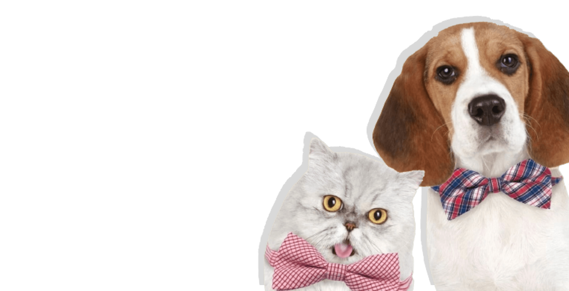 độngvật5 1920x984_1743393096.png