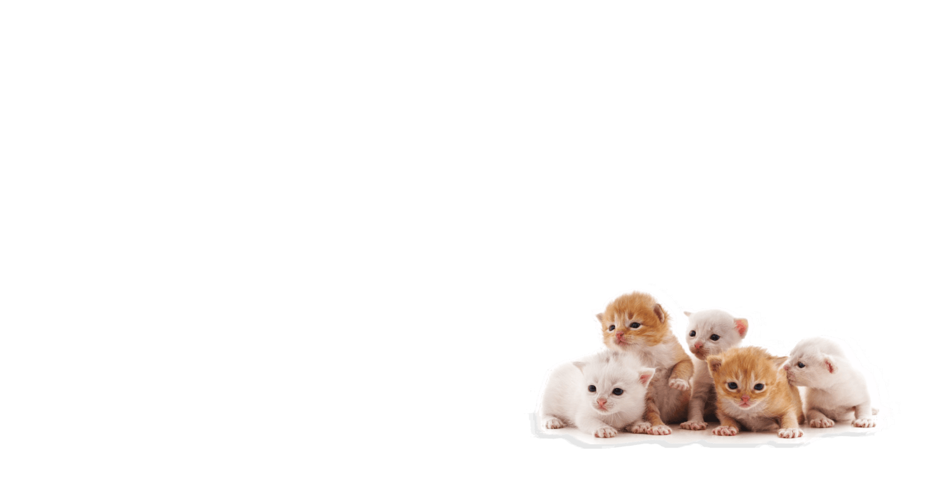 độngvật3 1920x984_1743164781.png