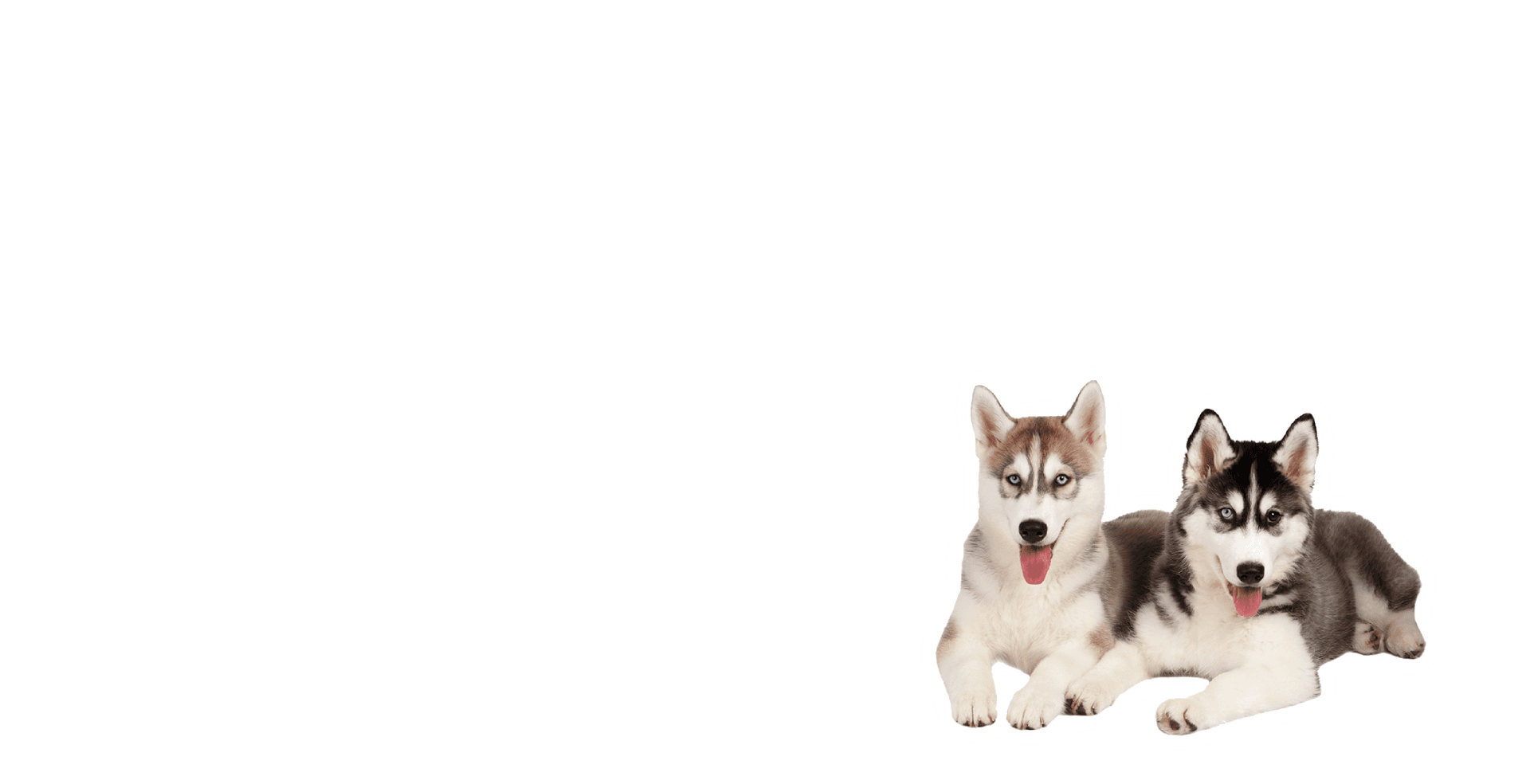 độngvật4 1920x984_1743476305.png