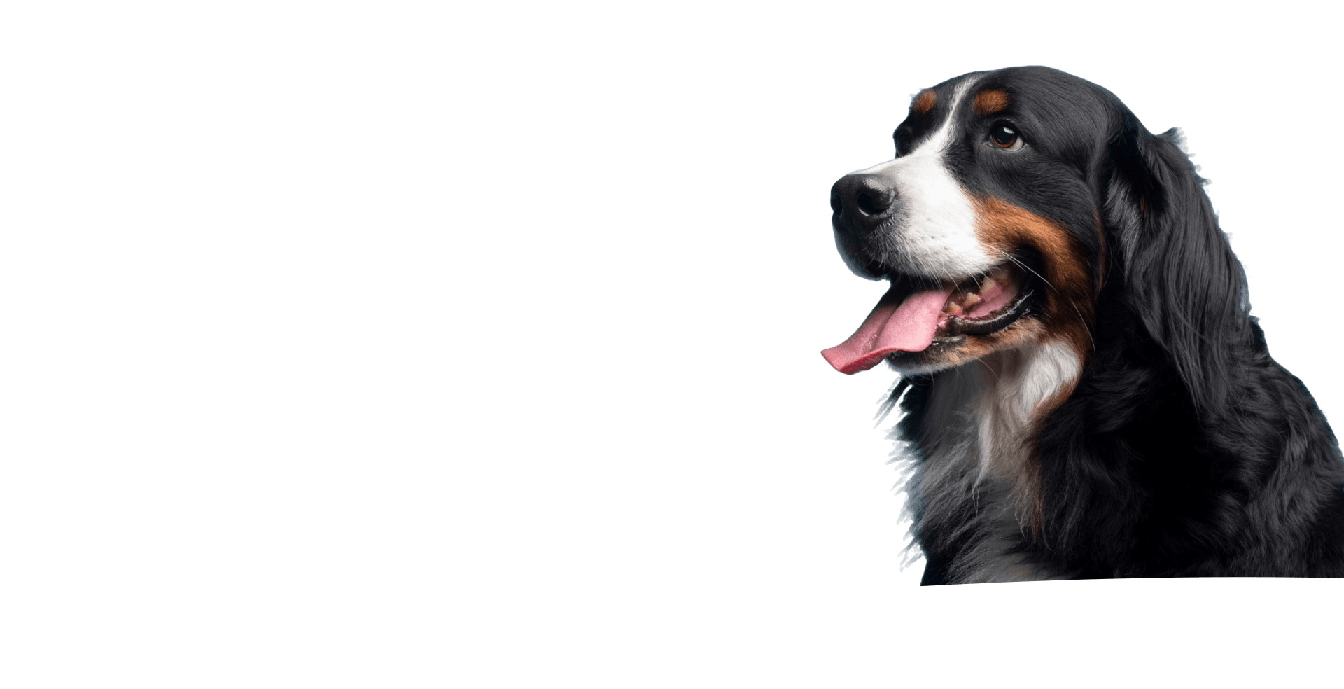 độngvật2 1920x984_1743164068.png